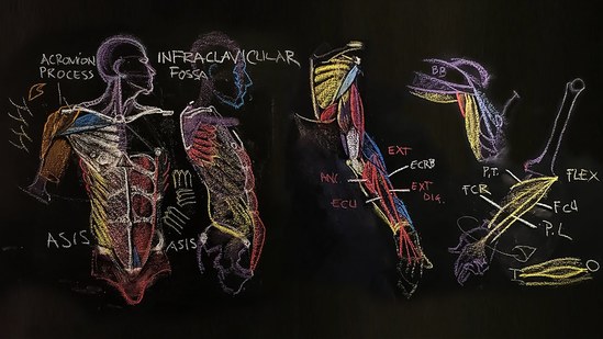 Anatomy for Artists Volume 3 Thumbnail